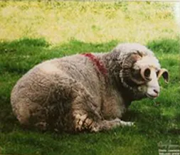 4th Annual Exhibit Sheep with Glasses