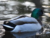 Sliver Lake Mallard