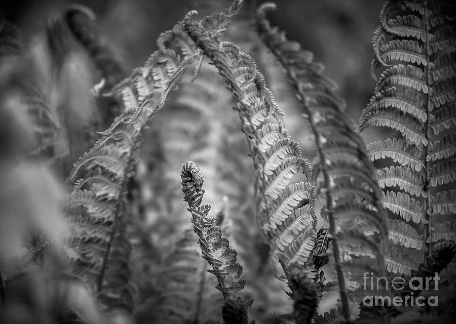 Ferns in Black and White
