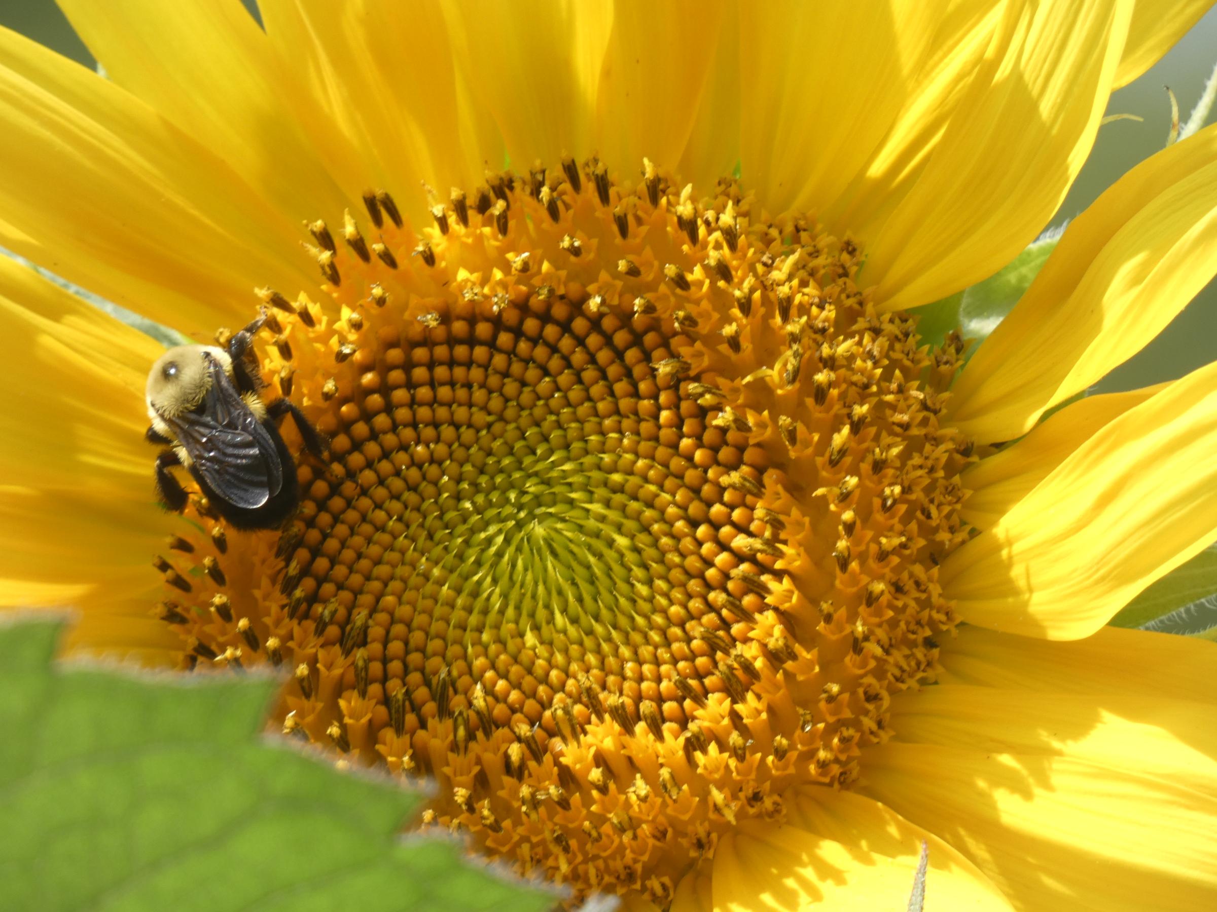 Bee on sunflower