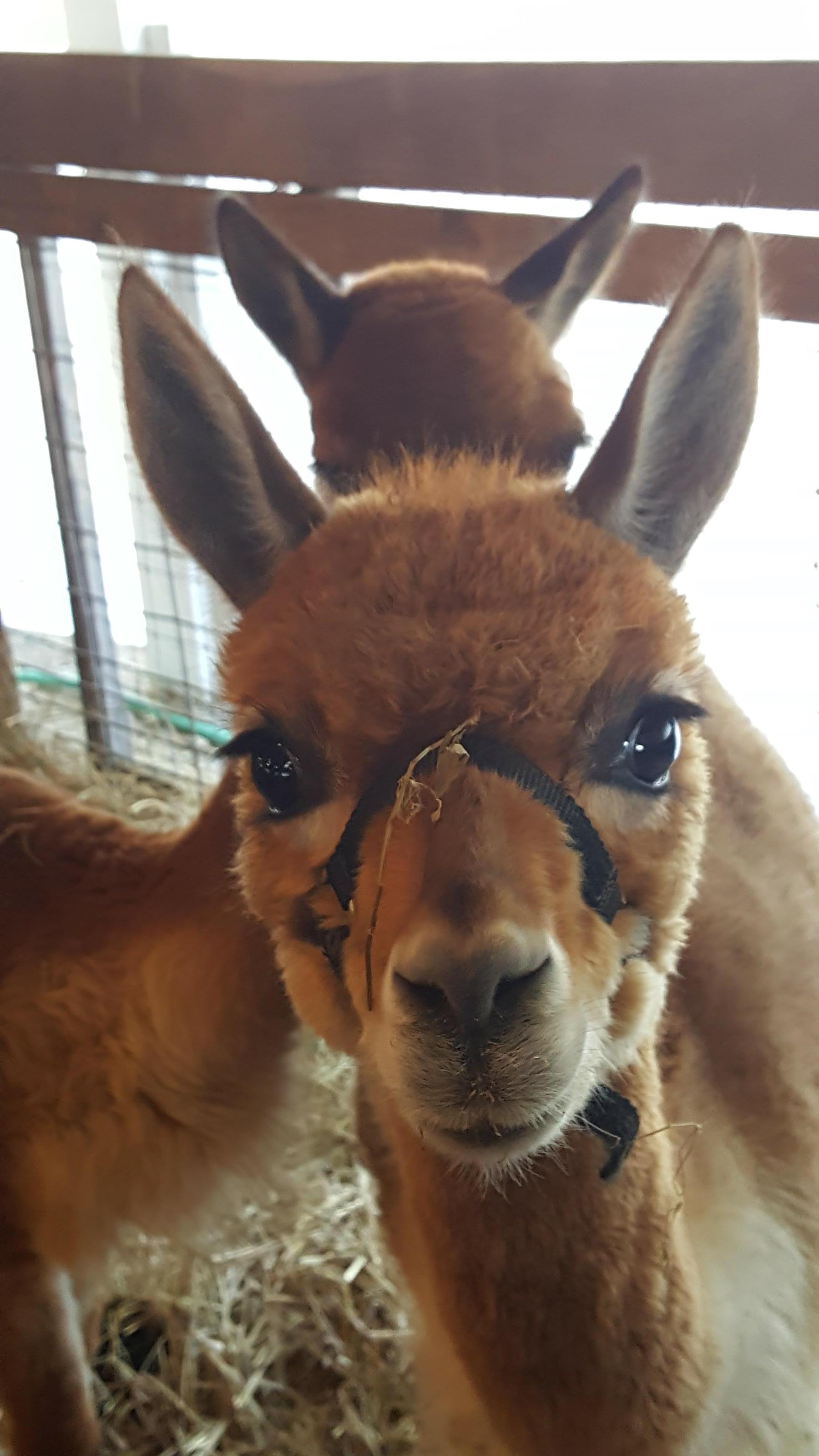 While on a trip to Peru we visited a farm and one of the alpacas kept following us like if wanting to introduce himself.