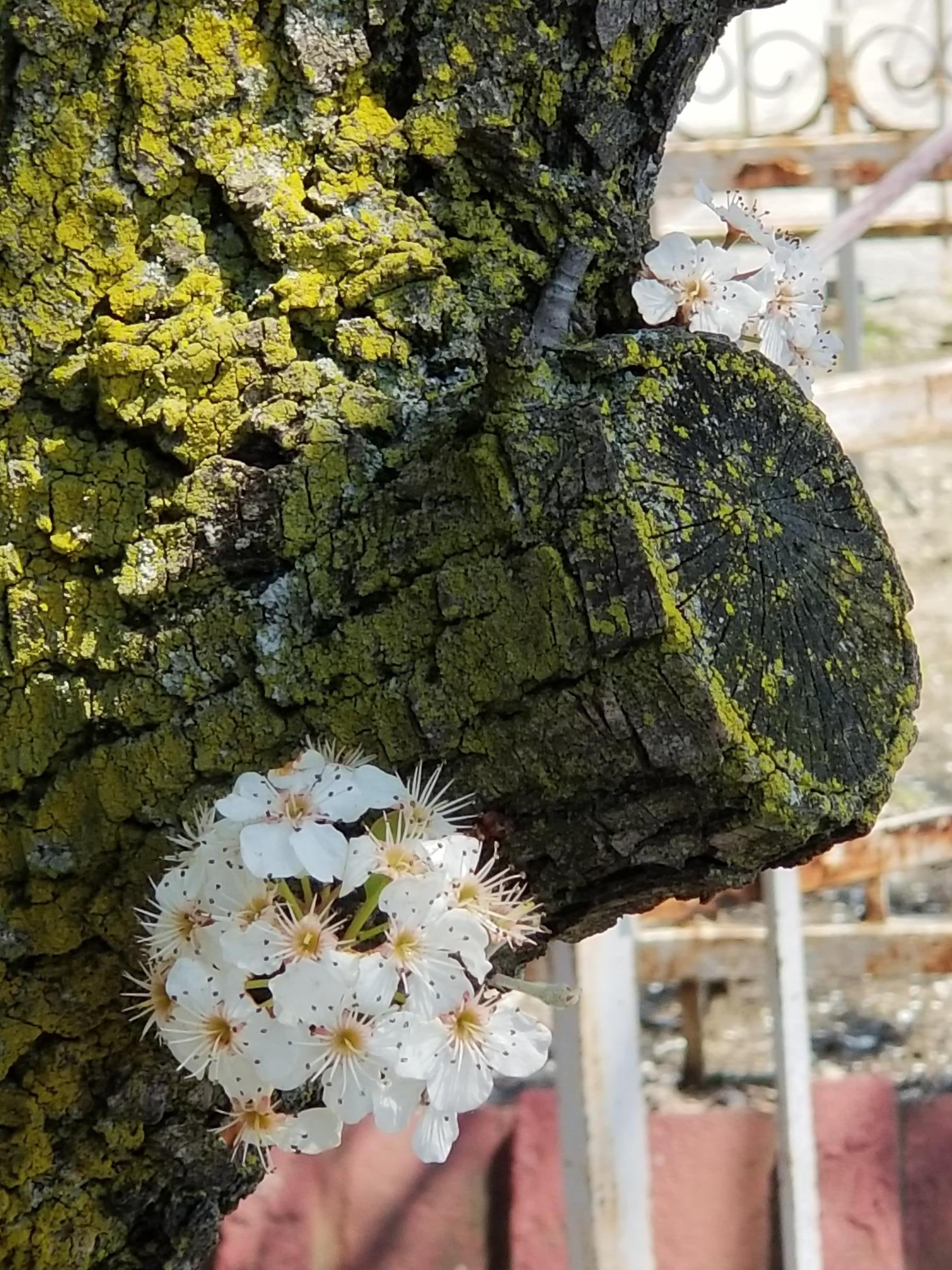 Old trank with new blooms