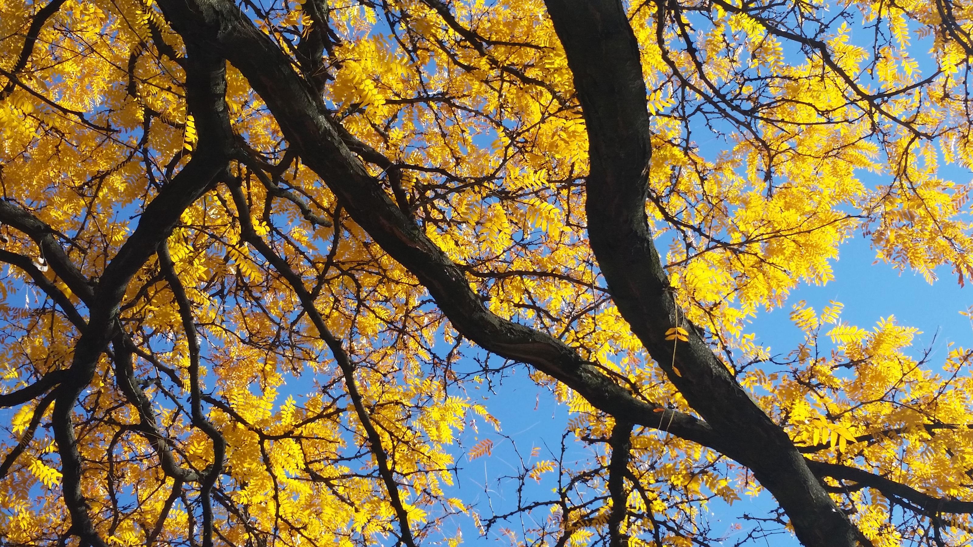 One gorgeous fall day i just happened to look up