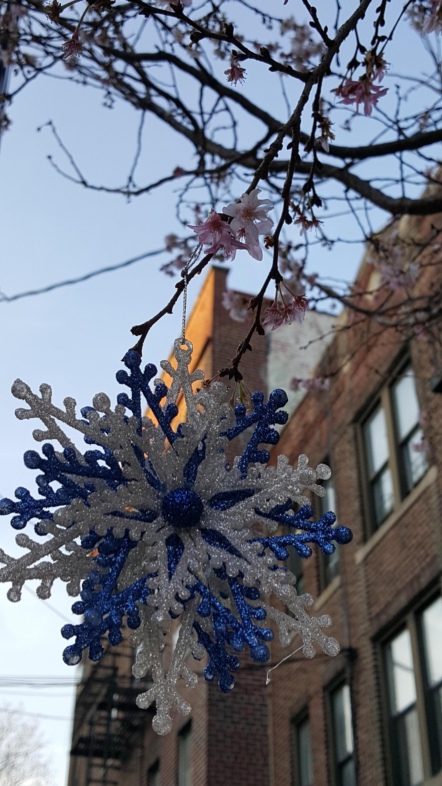 Warmth in christmas time and the trees are blooming