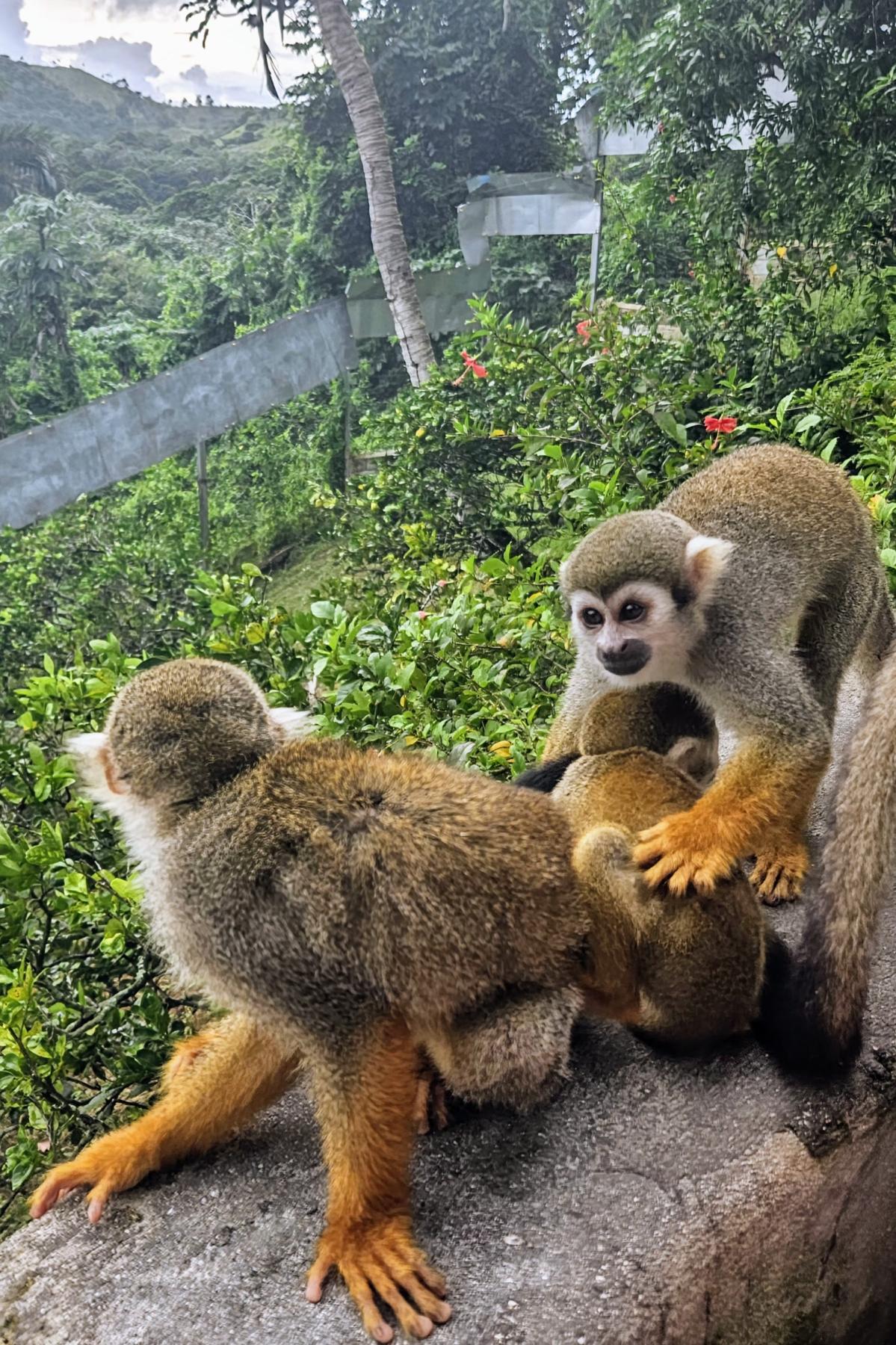 Squirrel monkeys