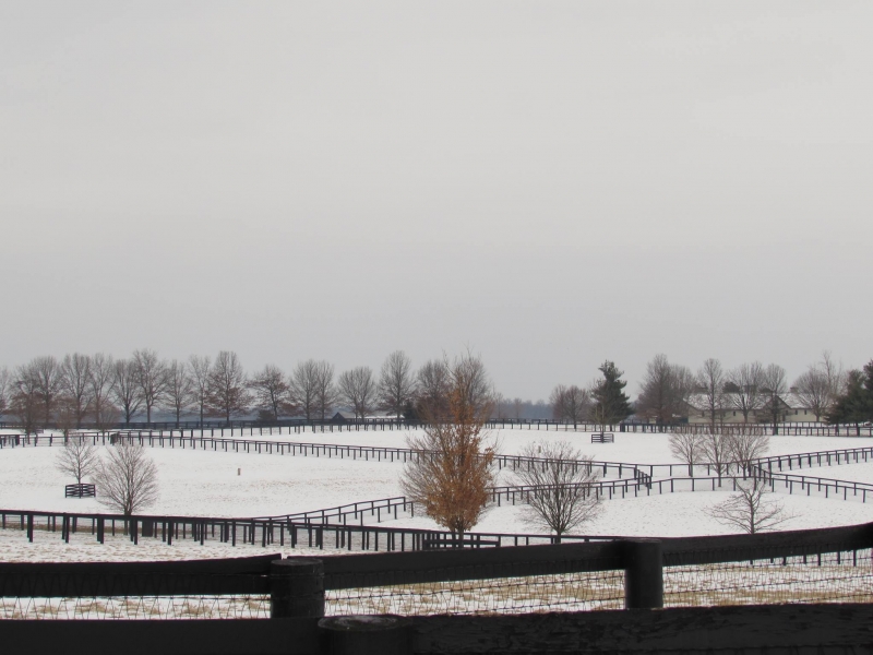 Kentucky, Bluegrass, Farm, Horses, Countryside, Snow, Winter, Lexington, Horse farm