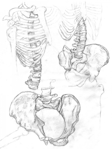 Rib Cage and Hip Bone Study