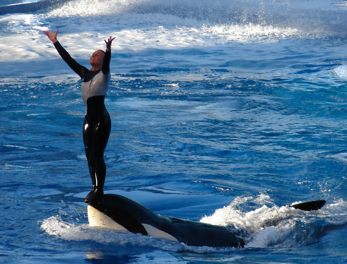 Trainer and Whale