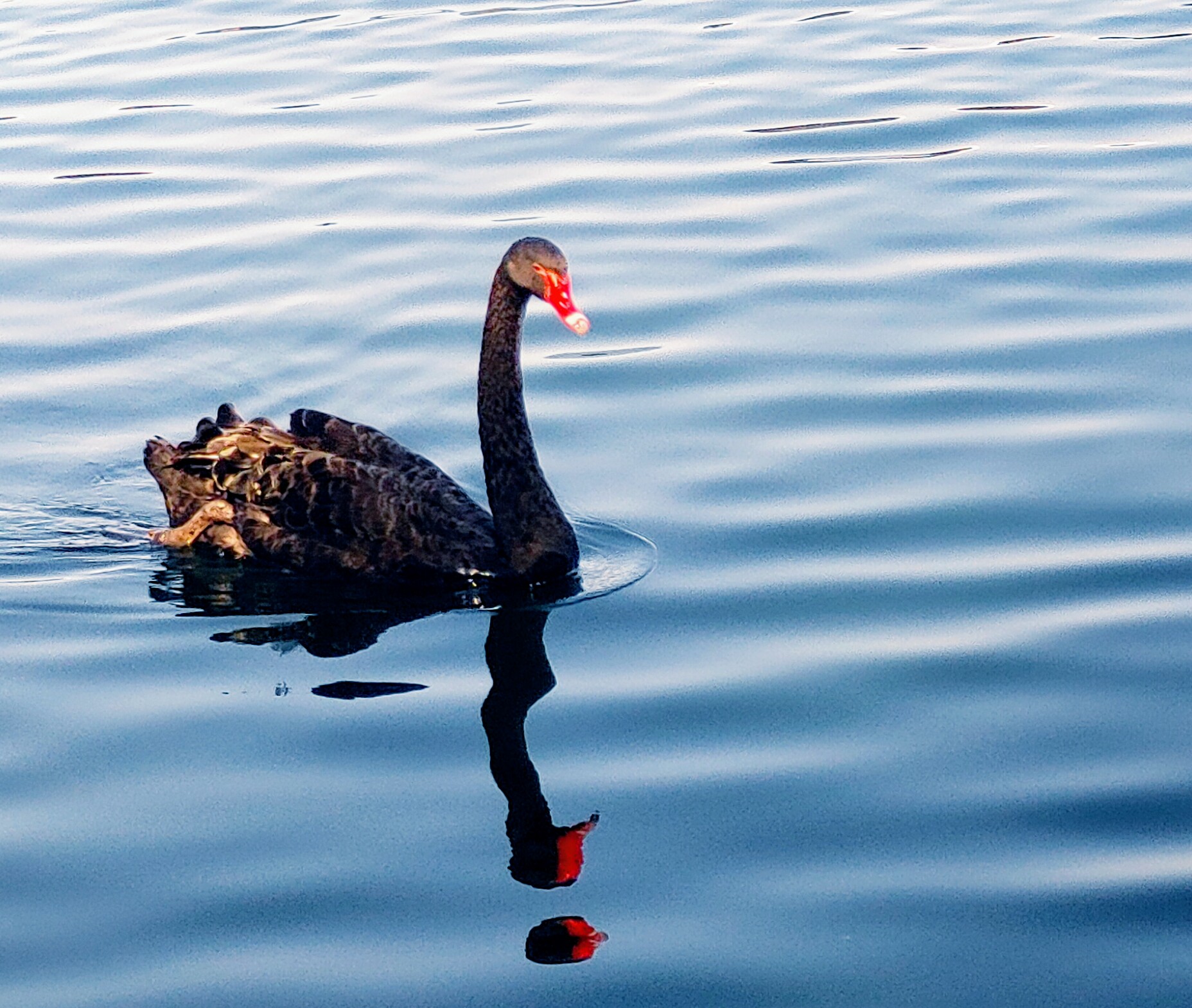 black swan on a lake