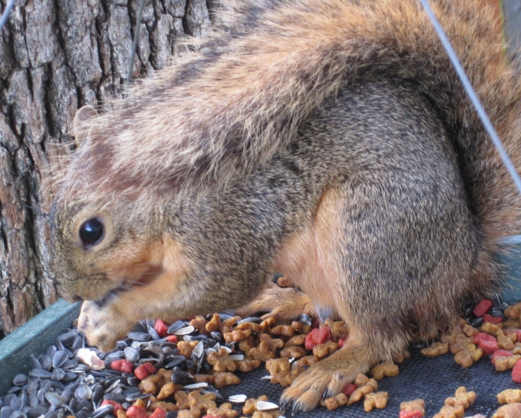 Squirrel Enjoying Breakfast In The Birds' Hanging Tray