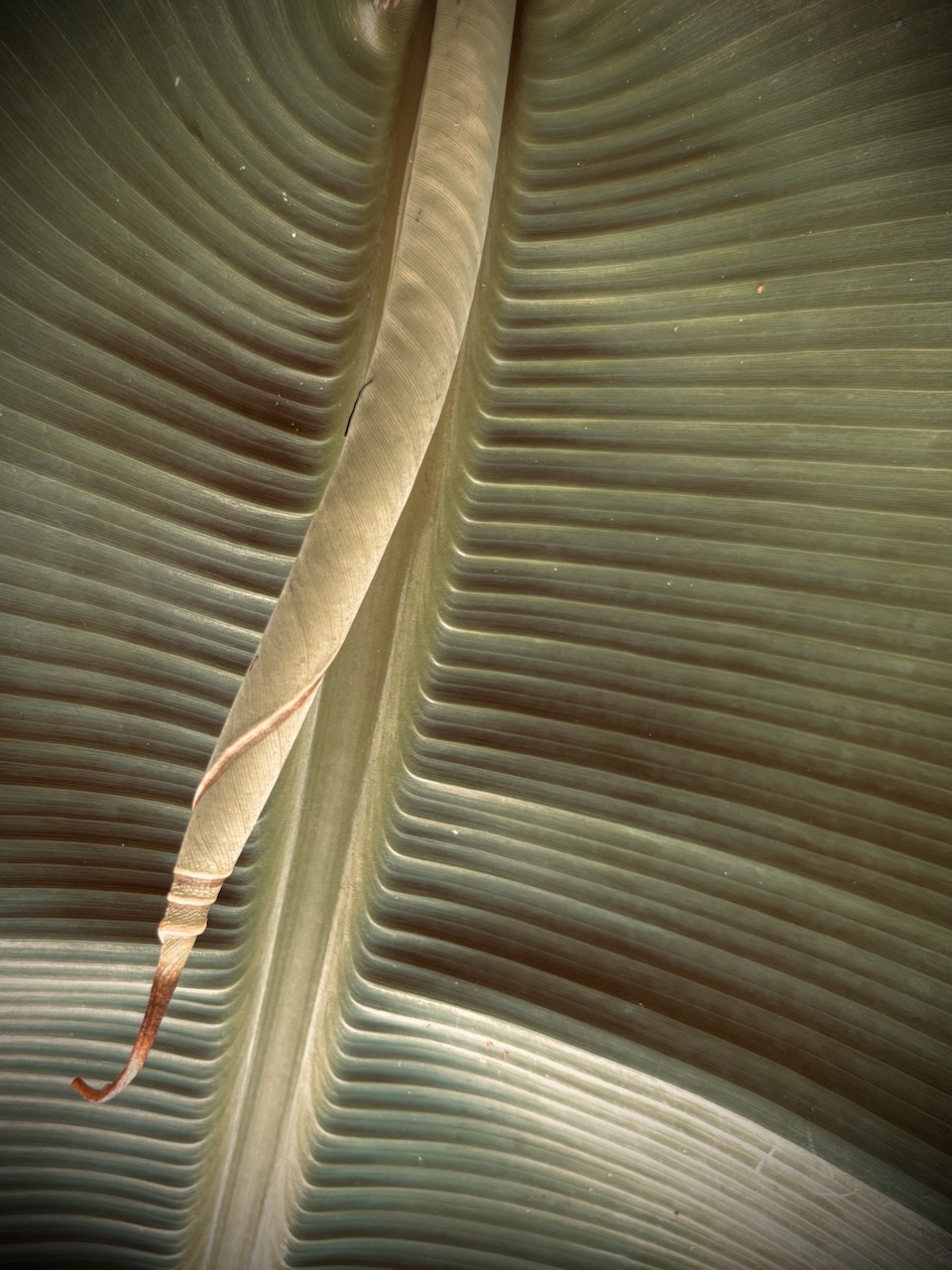 Photograph of banana leaf, August, 2025.