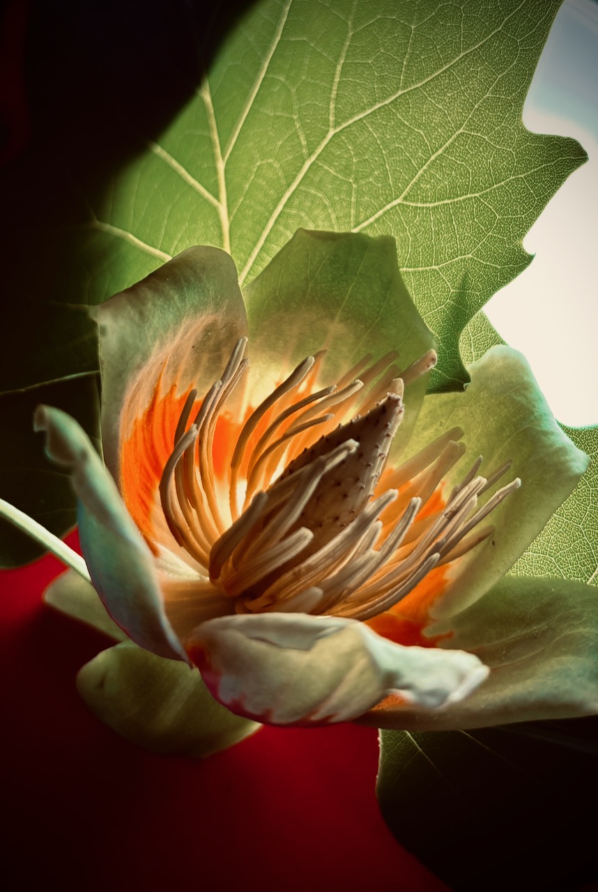 Photograph of blossom, April 20, 2025.