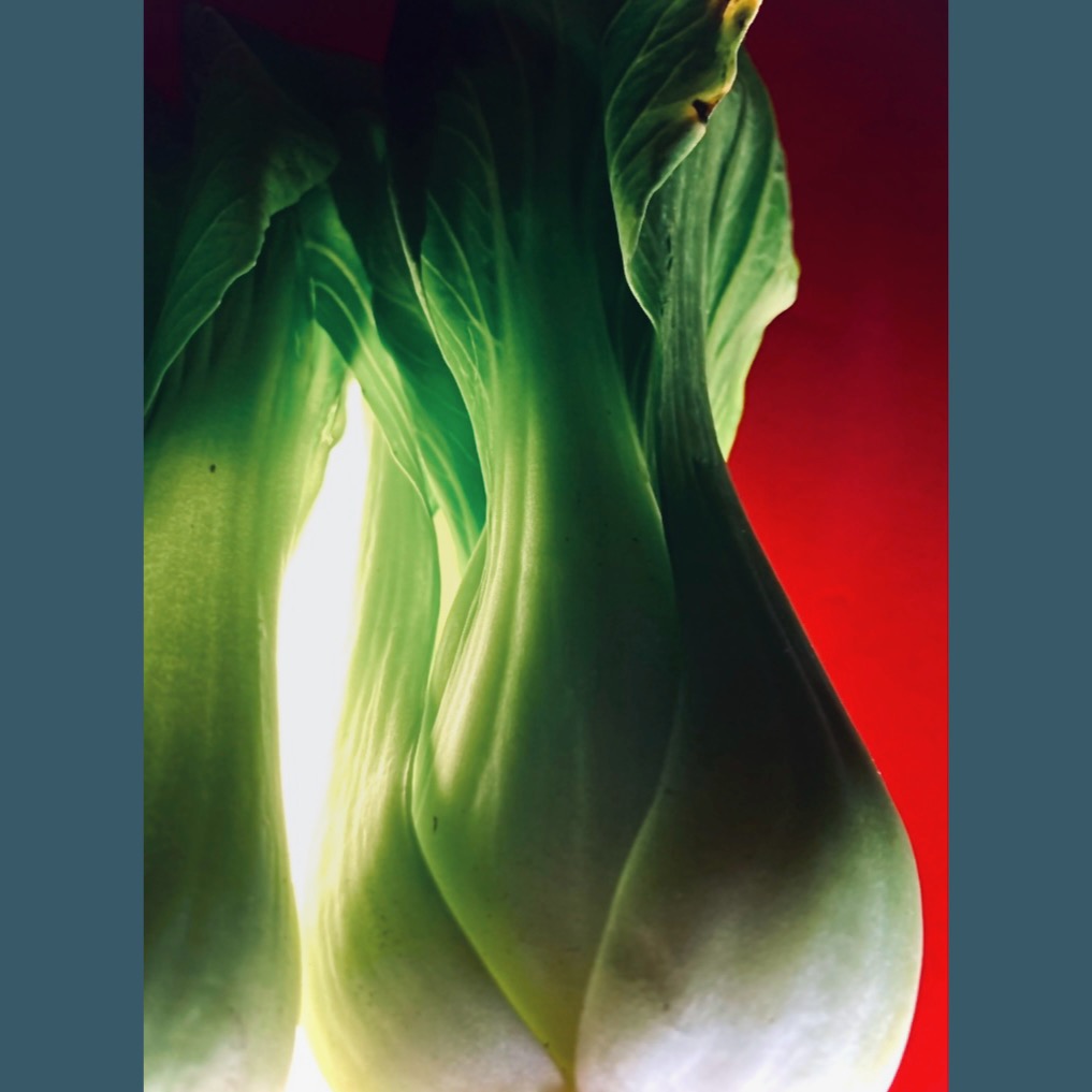 Photo of Bok Choy vegetable, October, 2024