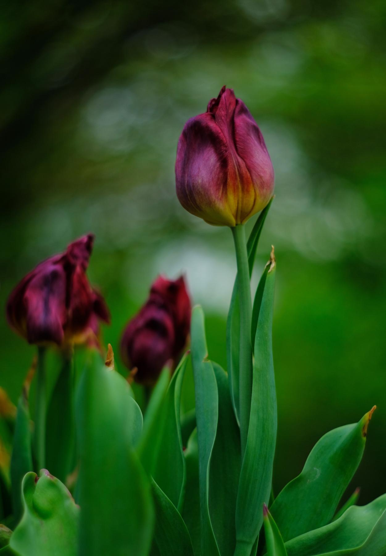 A group of tulips showing off the wide color palette within mother nature's paint set.