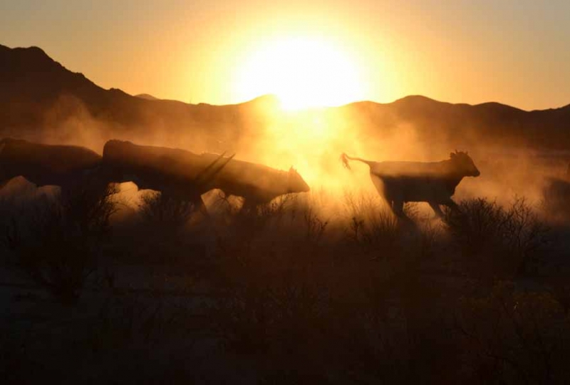 Cattle in the Dust