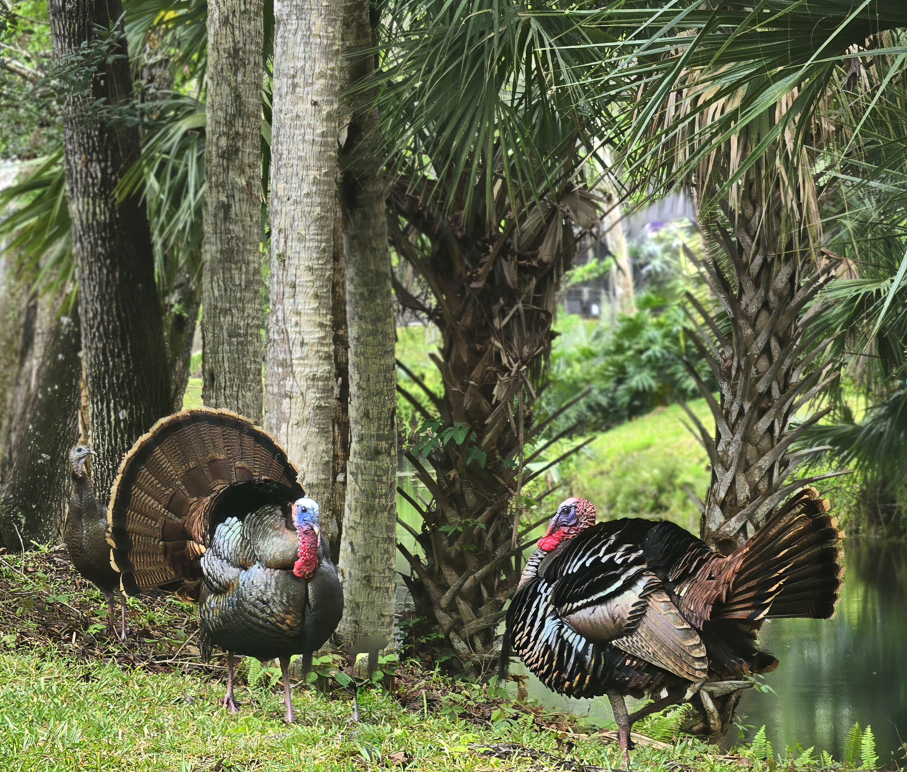 Two Tom Turkeys posturing for a female