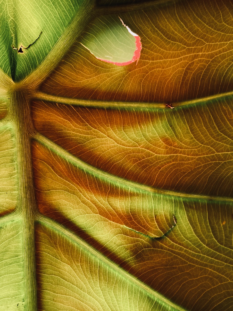 Photo of elephant ear plant, October, 2024.