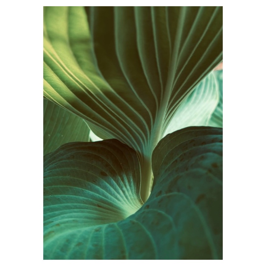 Photograph of Hosta plant, May 25, 2025. 