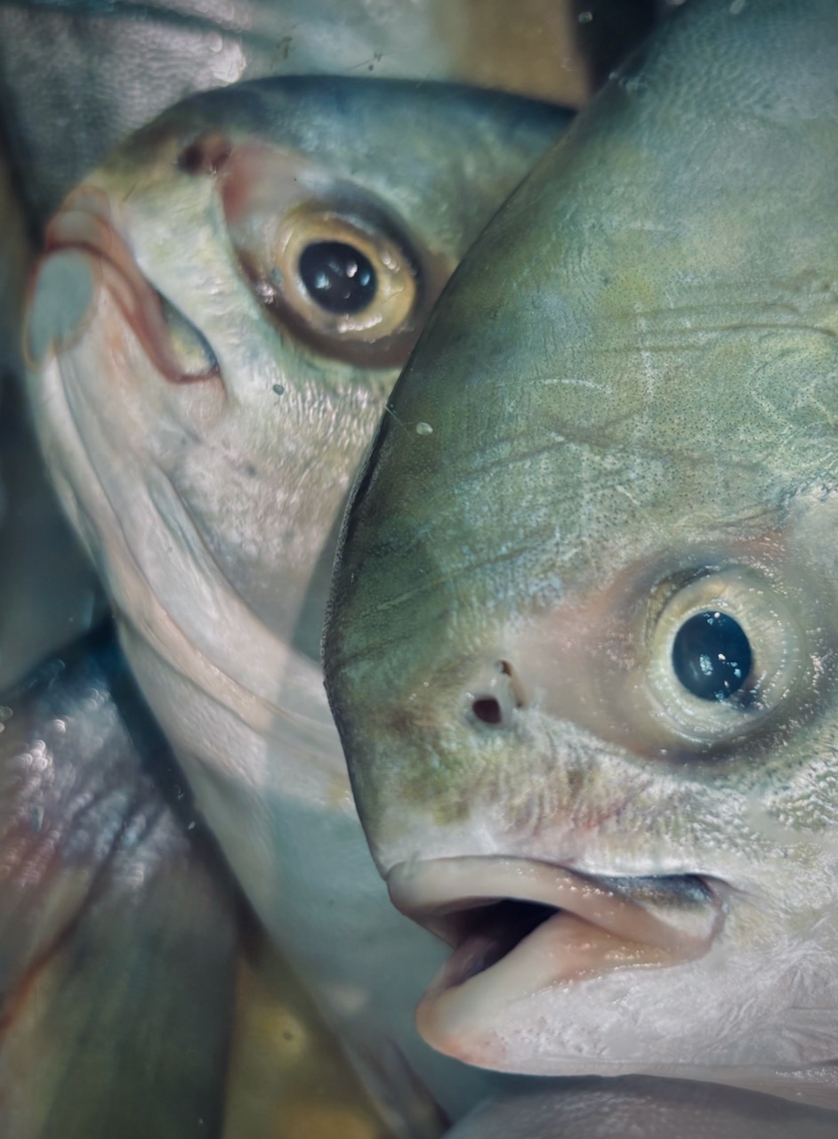 Photo of dead fish in grocery store, November, 2024.