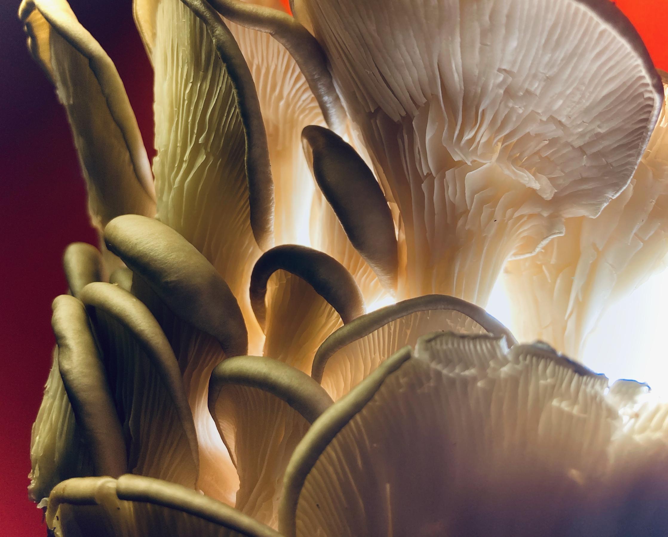 Photo of Oyster Mushrooms