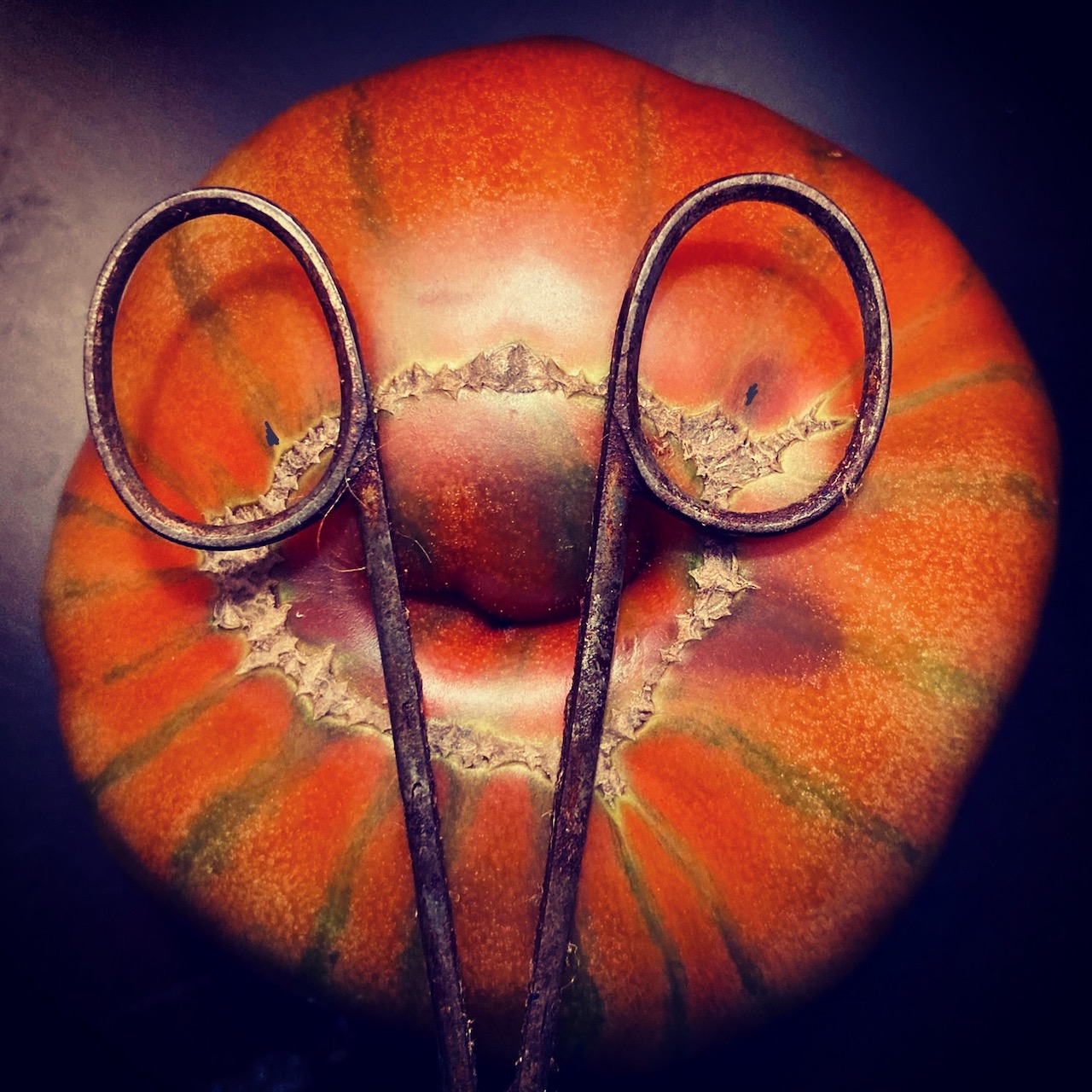 "Grandpa", photograph of tomato and rusty scissors, November, 2022.