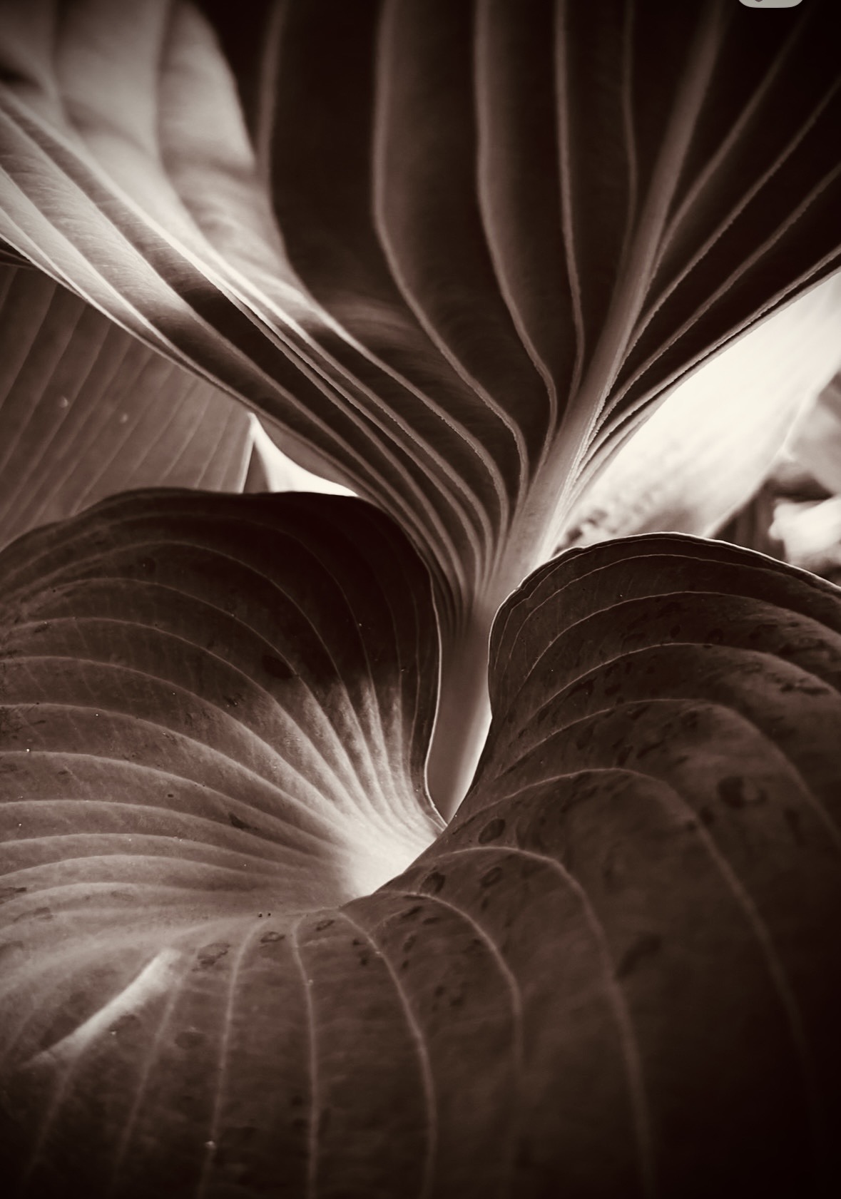 Photograph of Hosta plant, April, 2026.