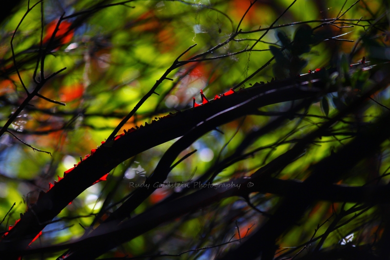 Natural Stained Glass