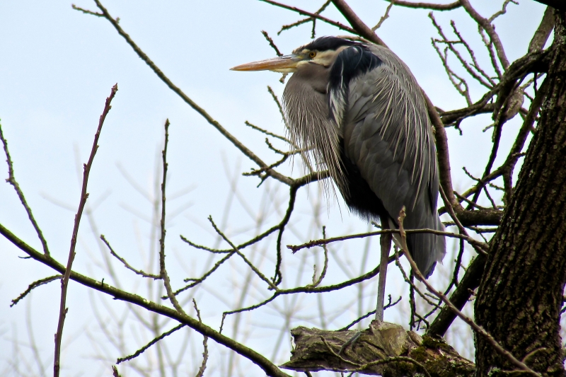 Great Blue Heron, The Watchman