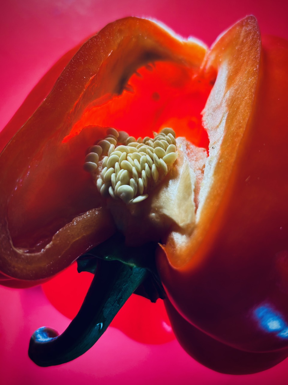 Photo of bell pepper, December 14, 2024.