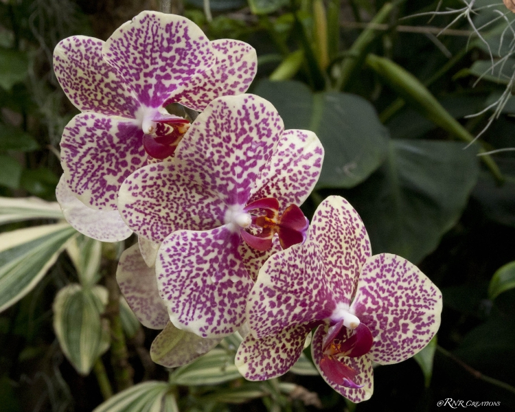 Orchids