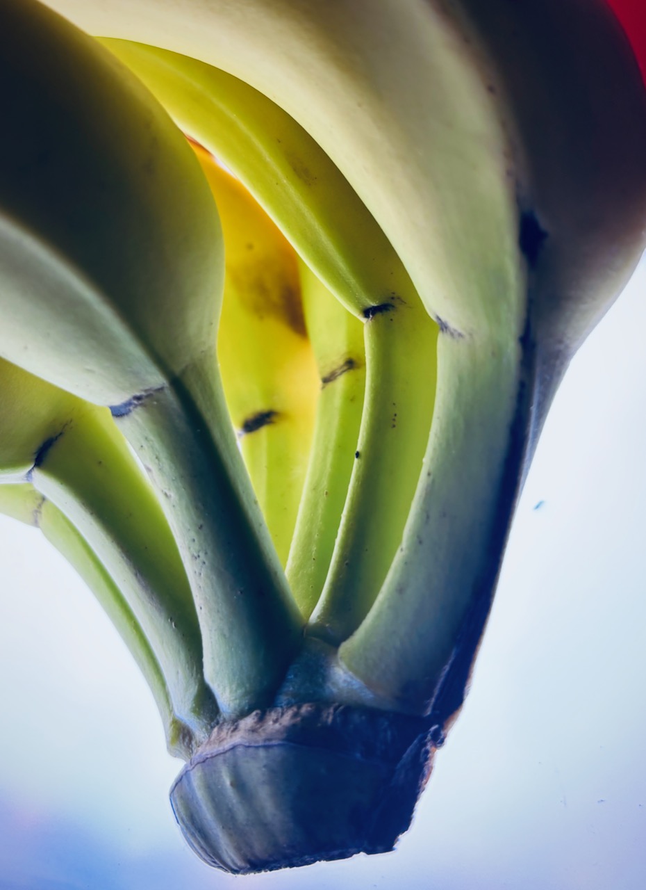 Photograph of bananas, February, 2025. 