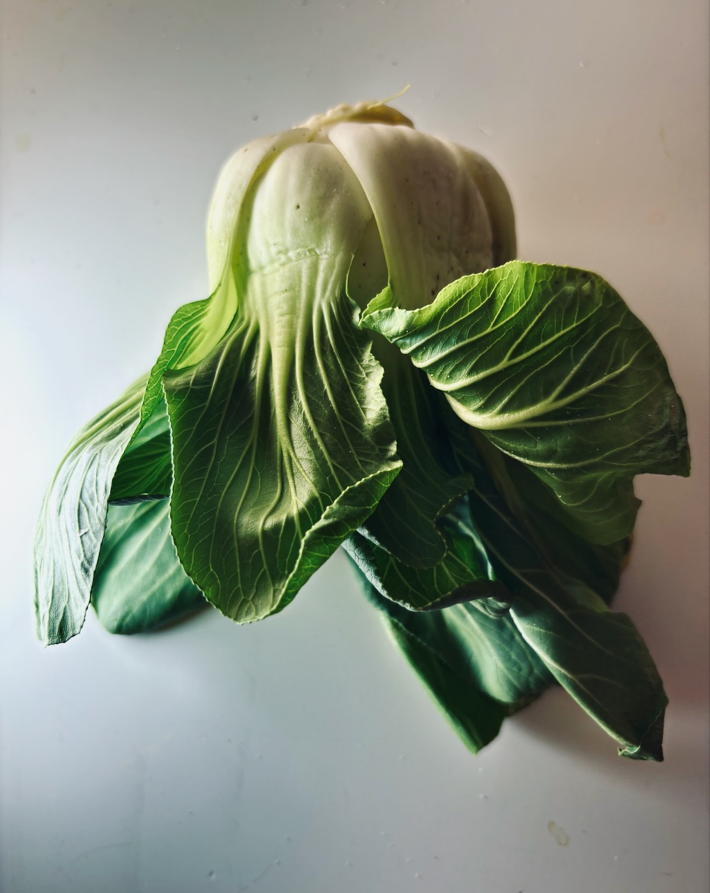 Photograph of Boo Choy Vegetable, February 18, 2025.