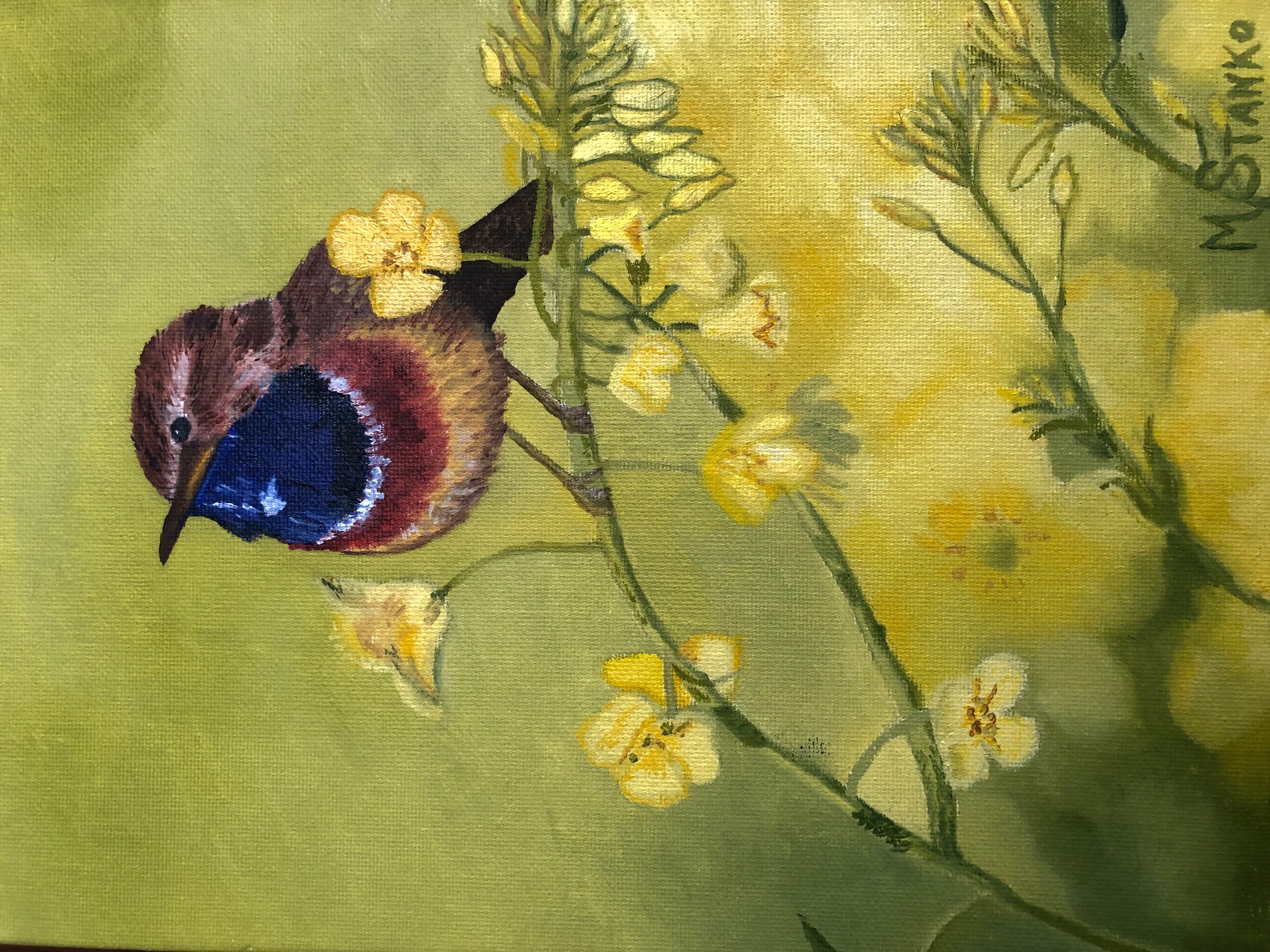 Blue throated thrush