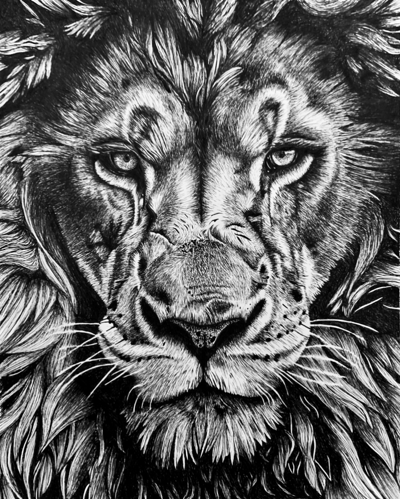 Lion Drawing