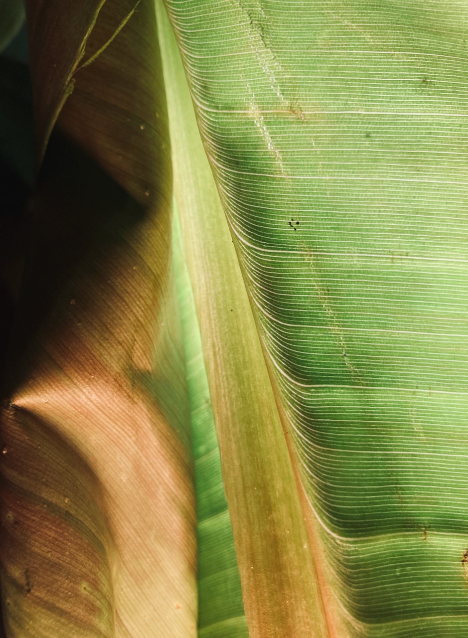 Photo of Canna Lily, 2024. Taken with iPhone SE.