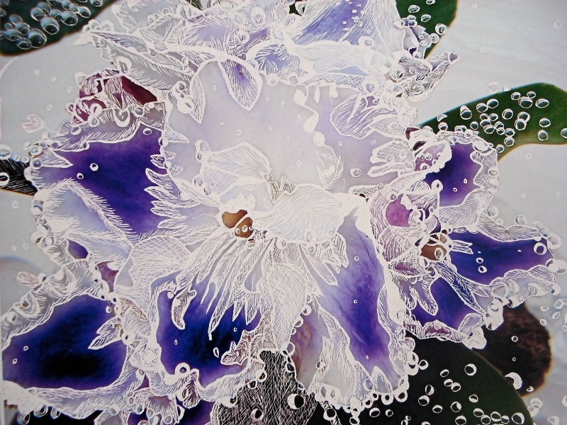 African Violet in Sparkling Water