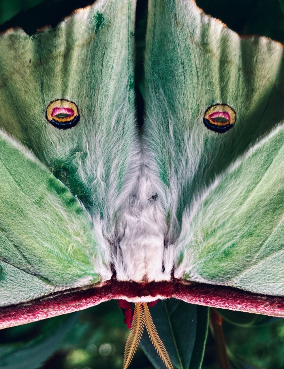 "Luna" - photo of Luna Moth, August, 2024.