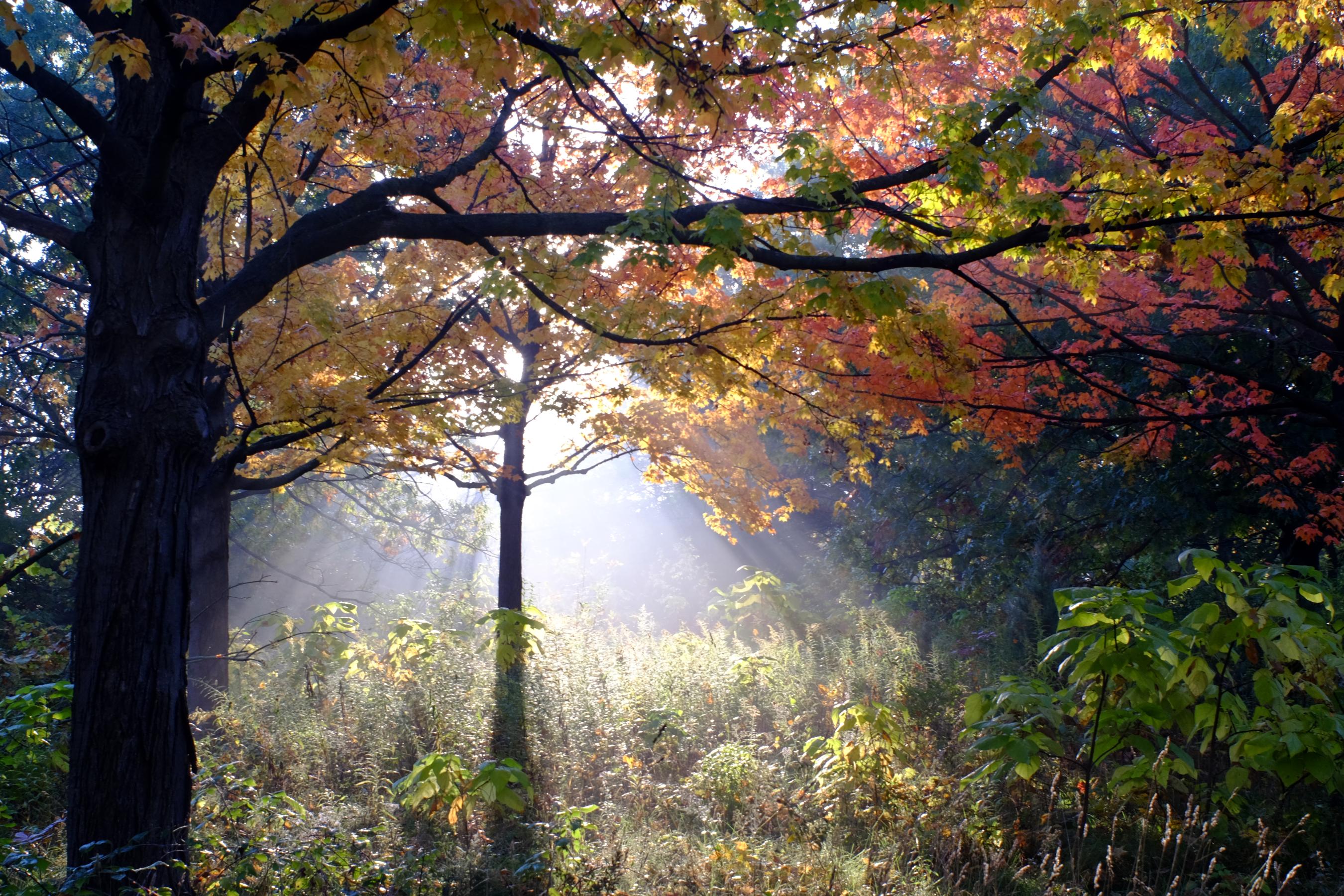 The morning sunlight streaming through morning mist during peak fall colors.