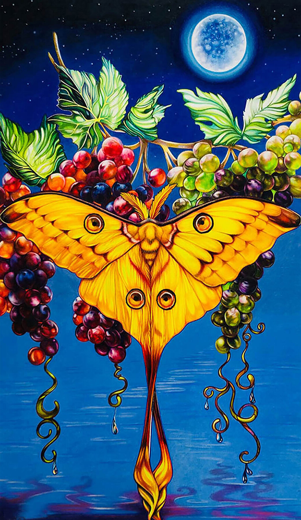 Moon Moth, 18 x 28," colored pencil 