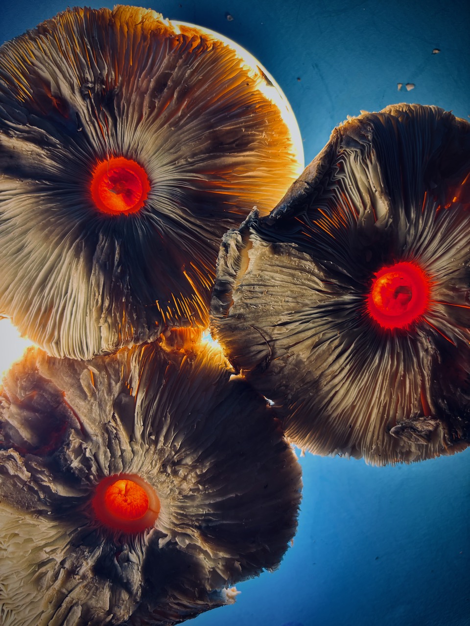 Photograph of wild mushrooms, August, 2025.