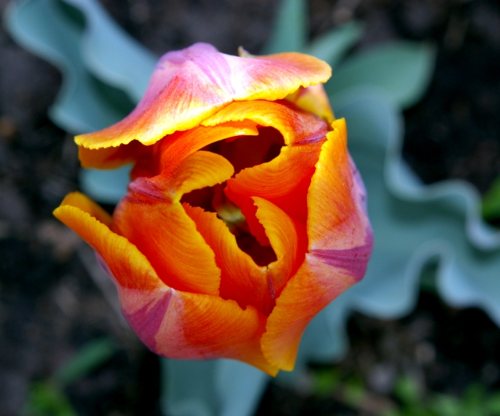Orange Tulip Tip