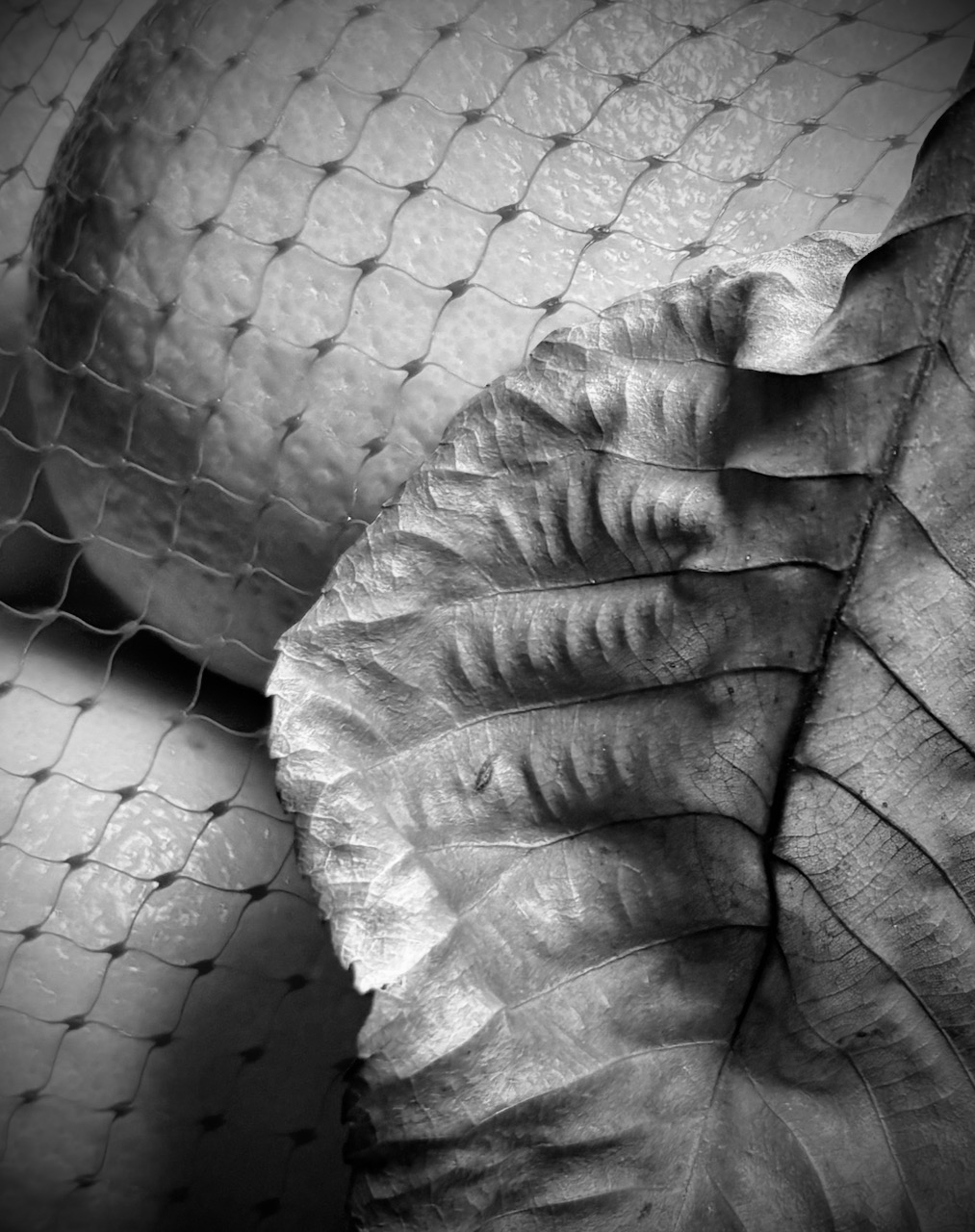 Photograph of dead leaf and oranges, December 7, 2024. 