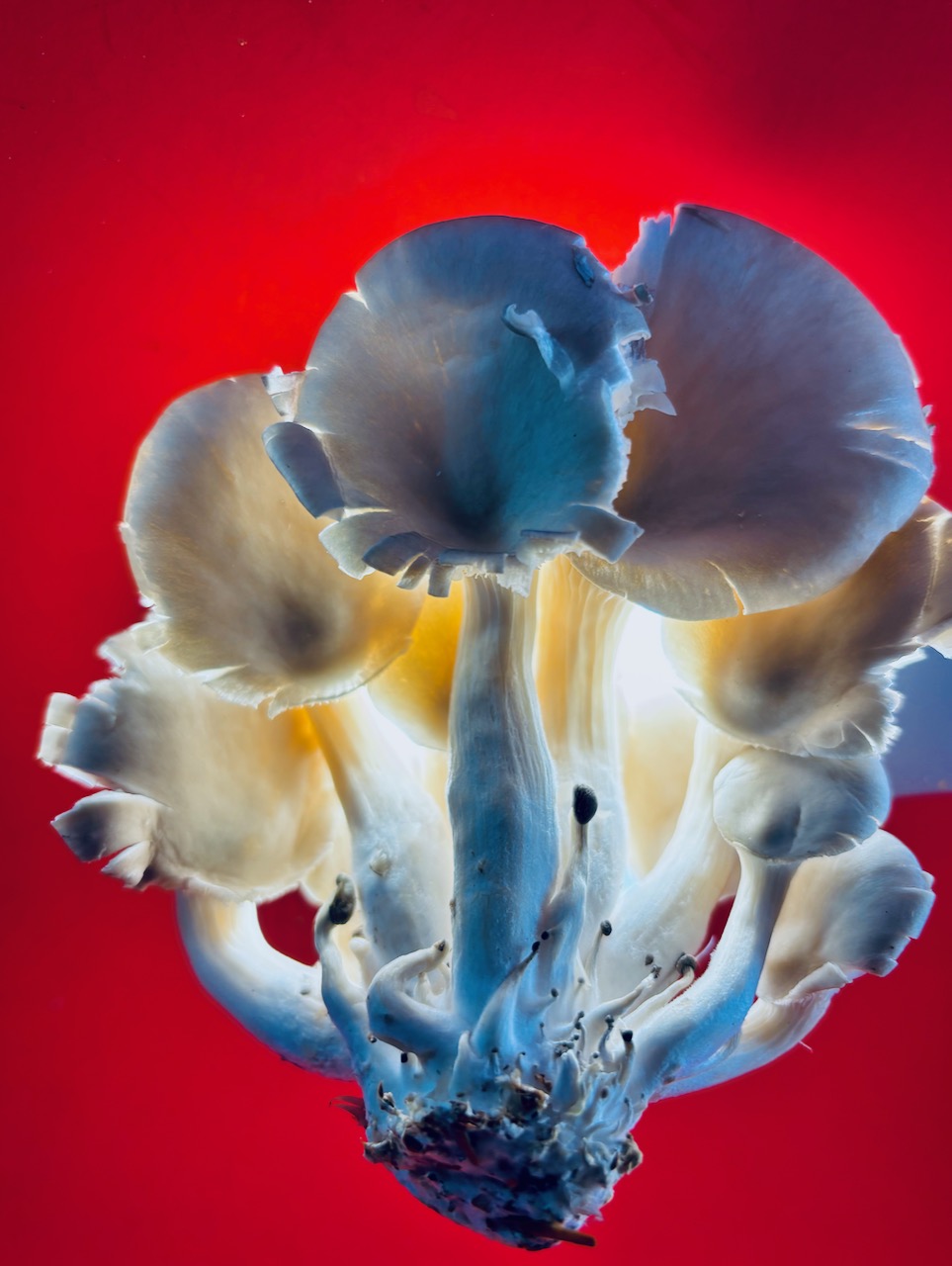 Photograph of Oyster Mushrooms, April 12, 2025.