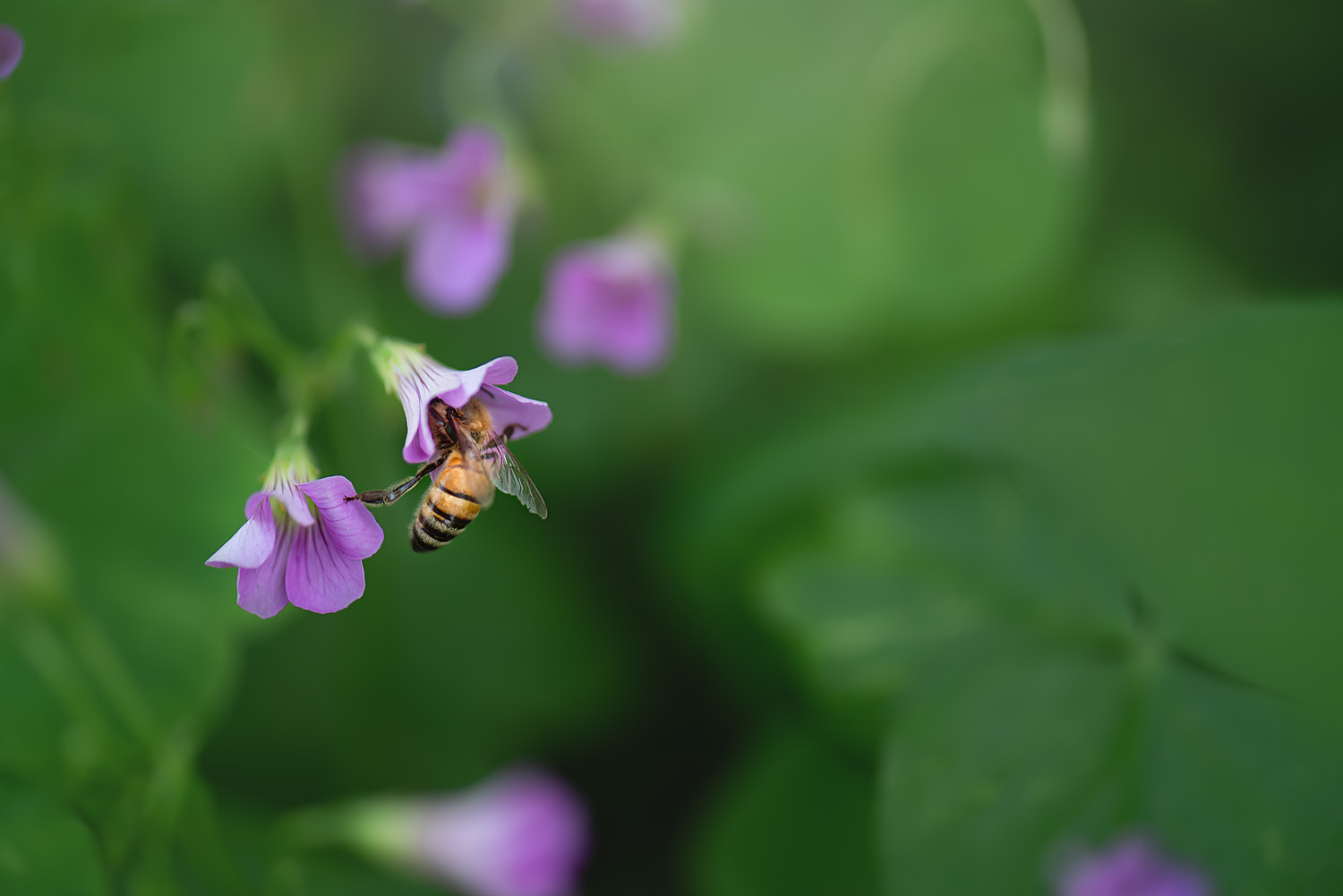 A Kiss from the Garden