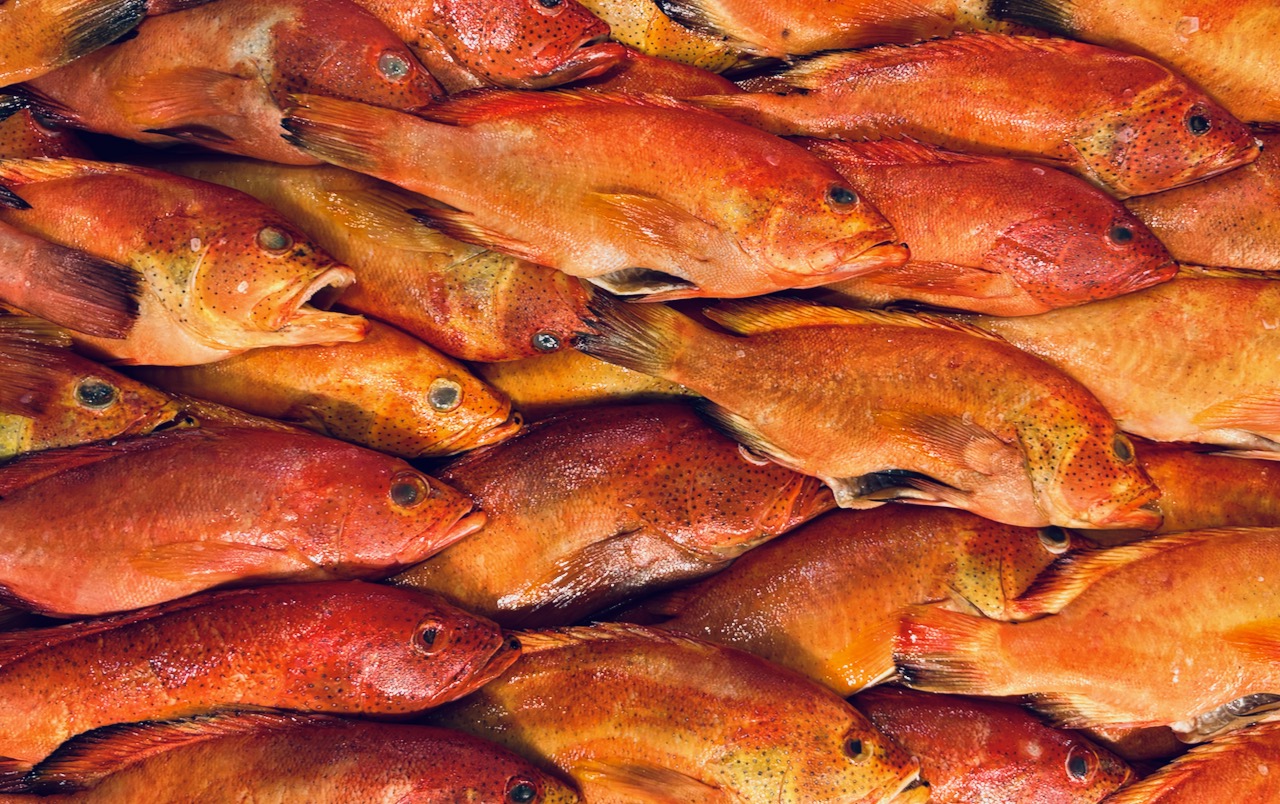 "Cooking School" - Photograph of dead fish, April 11, 2025.