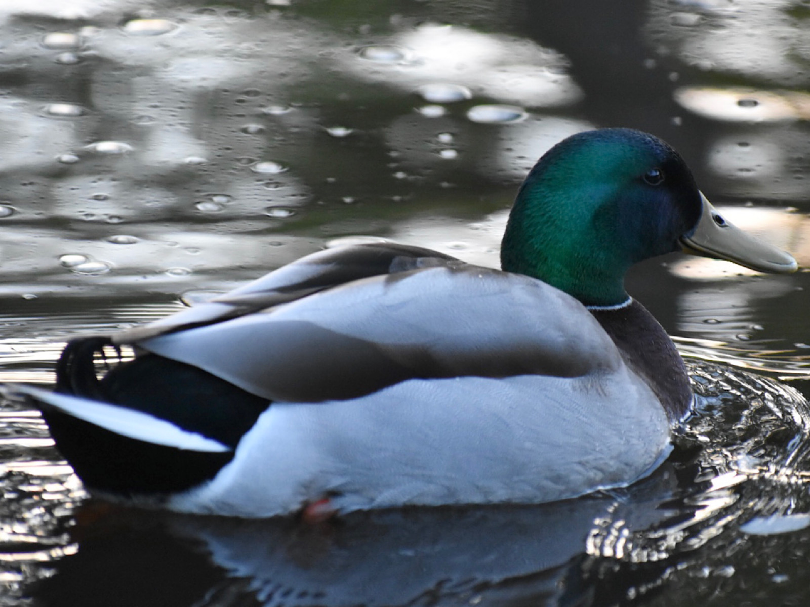 Mallard floating along Sliver Lake