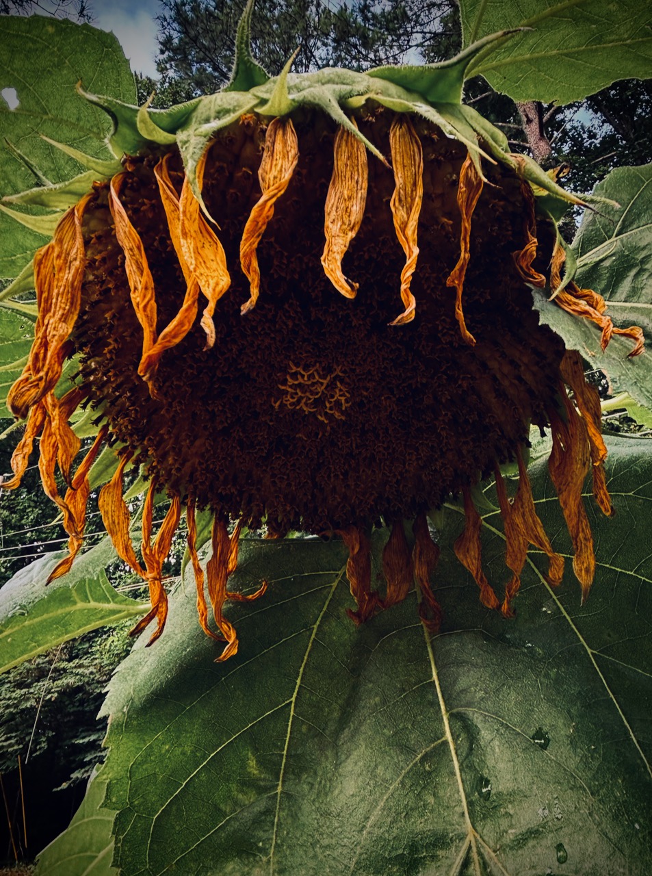 Photo of Sunflower, July 2, 2025.