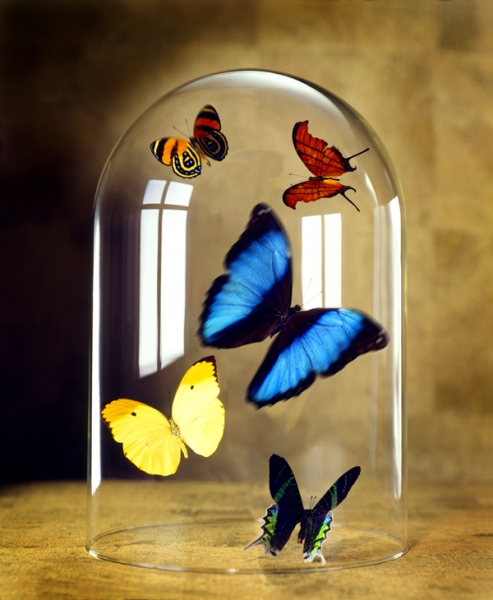 Butterflies under glass