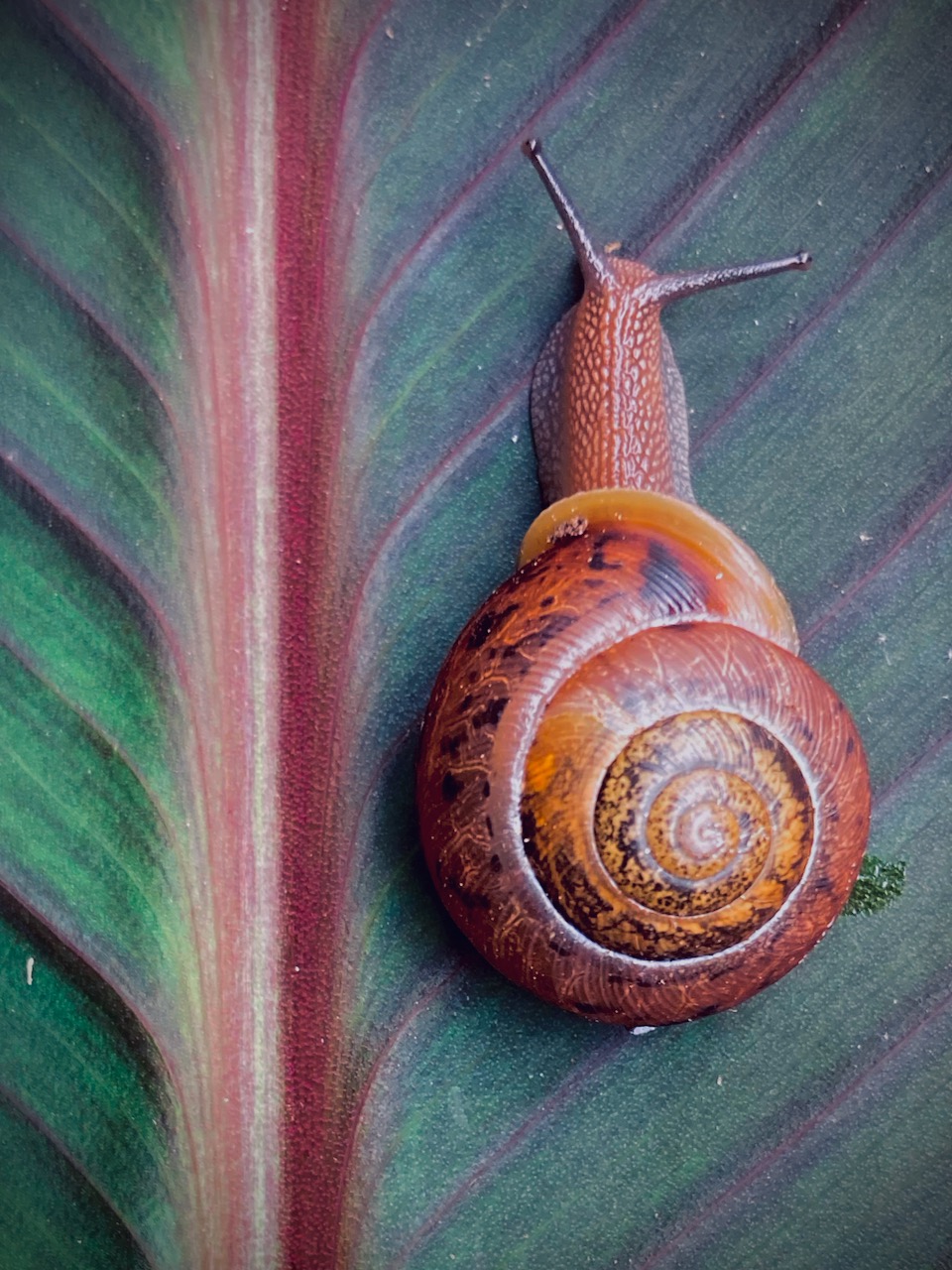 "The Explorers". Photo of snail and Canna lily leaf, June, 2024.