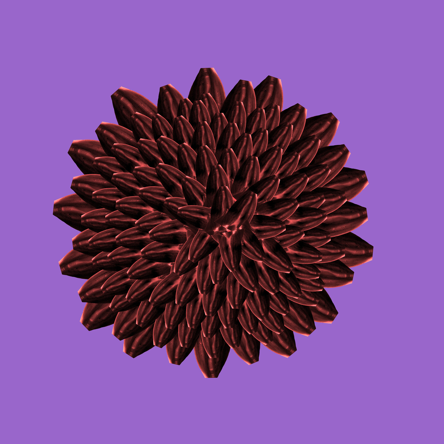 Red Dahlia analog and digital photograph